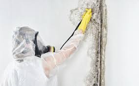 Best Biohazard Mold Removal in Fayette, AL